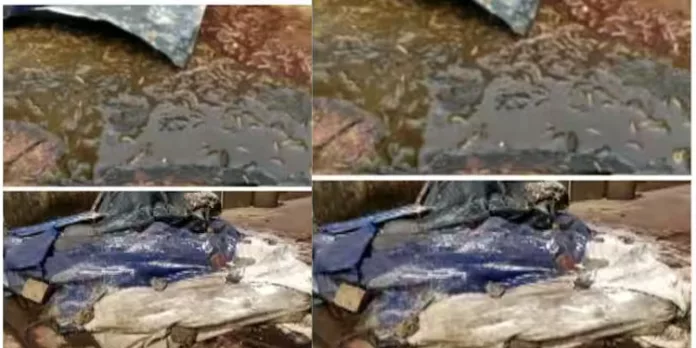 കലൂരിലെ കോര്പ്പറേഷൻ അറവുശാലയിലെ മാലിന്യം നീക്കം നിലച്ചു കലൂരിലെ കോര്പ്പറേഷൻ അറവുശാലയിലെ മാലിന്യം നീക്കം നിലച്ചു