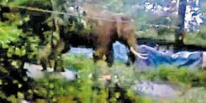 മുൻപിൽ ഒറ്റയാൻ ; തൊഴിലാളി രക്ഷപെട്ടത് തലനാരിഴയ്ക്ക് ; ഭീതിയിൽ പാലപ്പിള്ളി നിവാസികള് മുൻപിൽ ഒറ്റയാൻ ; തൊഴിലാളി രക്ഷപെട്ടത് തലനാരിഴയ്ക്ക് ; ഭീതിയിൽ പാലപ്പിള്ളി നിവാസികള്