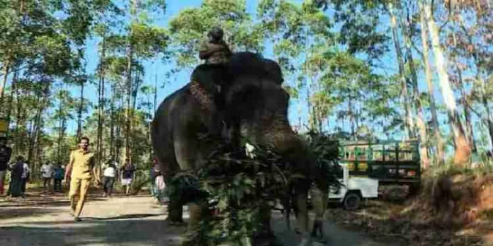 അരിക്കൊമ്പനെ പിടിക്കാന് രണ്ടാമത്തെ കുങ്കിയാനയും ചിന്നക്കനാലിൽ എത്തി അരിക്കൊമ്പനെ പിടിക്കാന് രണ്ടാമത്തെ കുങ്കിയാനയും ചിന്നക്കനാലിൽ എത്തി