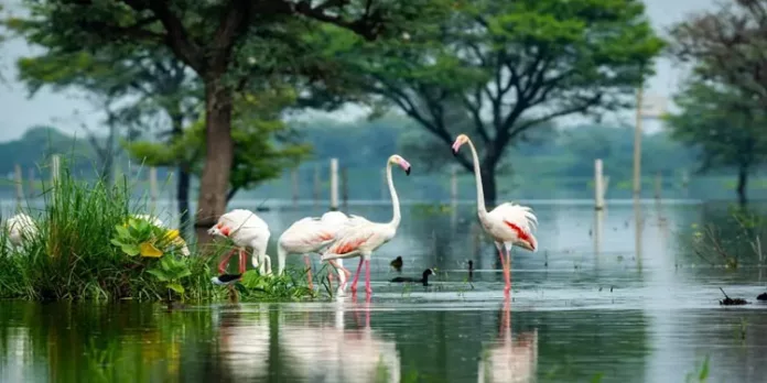 കായല് മലിനീകരണം ; കേരളത്തിന് 10 കോടി പിഴ കായല് മലിനീകരണം ; കേരളത്തിന് 10 കോടി പിഴ