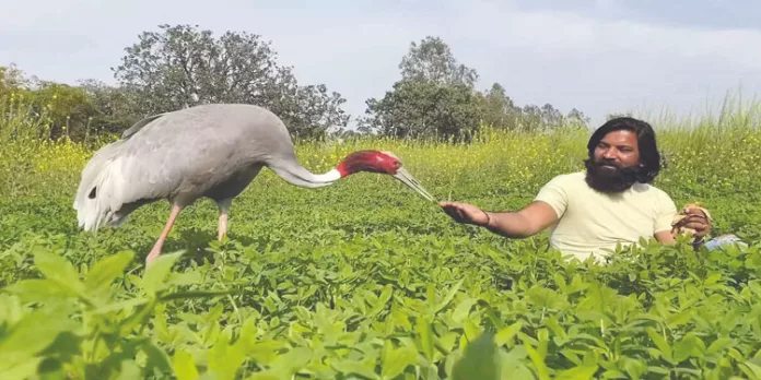 പരിക്കേറ്റ സാരസ കൊക്കിനെ പരിചരിച്ച് ഭേദമാക്കിയ യുവാവിനെതിരെ കേസ് പരിക്കേറ്റ സാരസ കൊക്കിനെ പരിചരിച്ച് ഭേദമാക്കിയ യുവാവിനെതിരെ കേസ്