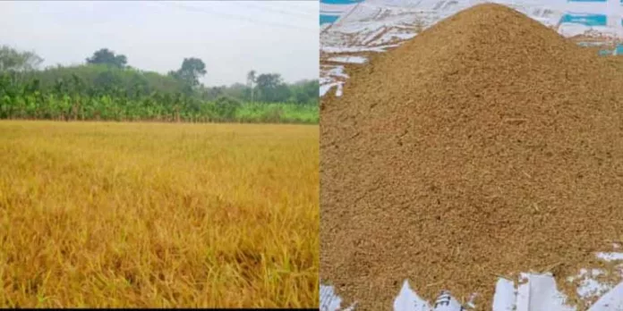 അന്യംനിന്നുപോയ നെല്കൃഷിക്ക് പുനര്ജീവന് നല്കി അരുവാപ്പുലം ഗ്രാമപഞ്ചായത്ത് അന്യംനിന്നുപോയ നെല്കൃഷിക്ക് പുനര്ജീവന് നല്കി അരുവാപ്പുലം ഗ്രാമപഞ്ചായത്ത്
