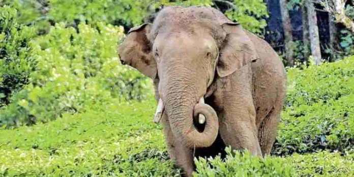 അരിക്കൊമ്പൻ ആരോഗ്യവാനാണെന്ന് തമിഴ്നാട് വനംവകുപ്പ് അരിക്കൊമ്പൻ ആരോഗ്യവാനാണെന്ന് തമിഴ്നാട് വനംവകുപ്പ്