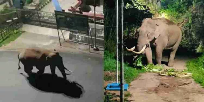 മൂന്നാറിൽ വീണ്ടും ഭീതി പരത്തി പടയപ്പ ; റോഡിൽ ഭീകരാന്തരീക്ഷം സൃഷ്ടിച്ചു മൂന്നാറിൽ വീണ്ടും ഭീതി പരത്തി പടയപ്പ ; റോഡിൽ ഭീകരാന്തരീക്ഷം സൃഷ്ടിച്ചു