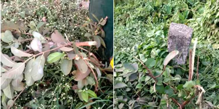 കുമ്പഴ – മലയാലപ്പുഴ റോഡില് സാമൂഹ്യവിരുദ്ധരുടെ അഴിഞ്ഞാട്ടം ; പേരമരങ്ങളും ചെടികളും വെട്ടി നശിപ്പിച്ചു കുമ്പഴ – മലയാലപ്പുഴ റോഡില് സാമൂഹ്യവിരുദ്ധരുടെ അഴിഞ്ഞാട്ടം ; പേരമരങ്ങളും ചെടികളും വെട്ടി നശിപ്പിച്ചു