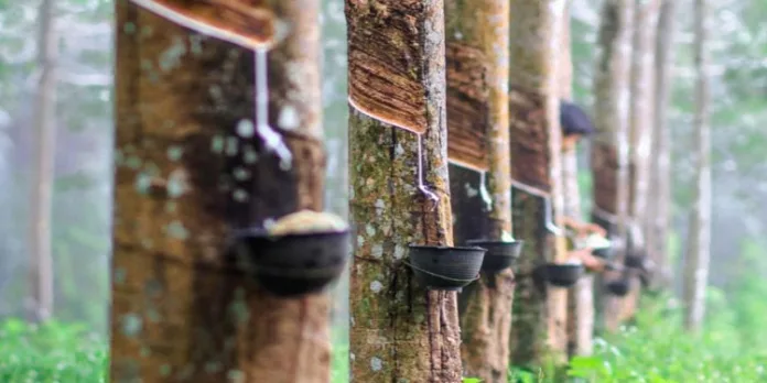 റബ്ബറിന് താങ്ങുവില പ്രഖ്യാപിക്കാന് കഴിയില്ല ; കേന്ദ്രമന്ത്രി റബ്ബറിന് താങ്ങുവില പ്രഖ്യാപിക്കാന് കഴിയില്ല ; കേന്ദ്രമന്ത്രി