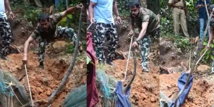 വീട്ടുവളപ്പിൽ നിന്ന് 10 അടി നീളമുള്ള രാജവെമ്പാലയെ പിടികൂടി വീട്ടുവളപ്പിൽ നിന്ന് 10 അടി നീളമുള്ള രാജവെമ്പാലയെ പിടികൂടി