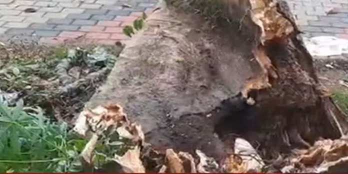 സ്കൂള് കെട്ടിടത്തിന് മുകളില് മരം വീണു ; രണ്ട് വിദ്യാര്ഥികള്ക്കും അധ്യാപികയ്ക്കും പരിക്ക് സ്കൂള് കെട്ടിടത്തിന് മുകളില് മരം വീണു ; രണ്ട് വിദ്യാര്ഥികള്ക്കും അധ്യാപികയ്ക്കും പരിക്ക്