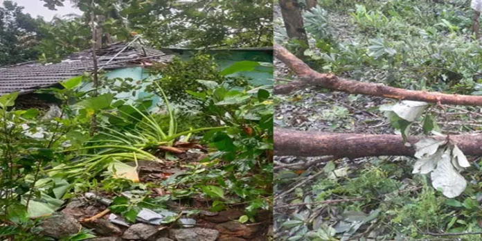 ചുഴലിക്കാറ്റില് വ്യാപക കൃഷി നാശം : മറ്റത്തൂരില് അയ്യായിരത്തിലേറെ ഏത്തവാഴകള് നശിച്ചു ചുഴലിക്കാറ്റില് വ്യാപക കൃഷി നാശം : മറ്റത്തൂരില് അയ്യായിരത്തിലേറെ ഏത്തവാഴകള് നശിച്ചു