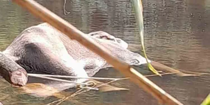 തണ്ണിത്തോട് കല്ലാറിൽ കണ്ടെത്തിയ കാട്ടാനയുടെ ജഡം സംസ്കരിച്ചു തണ്ണിത്തോട് കല്ലാറിൽ കണ്ടെത്തിയ കാട്ടാനയുടെ ജഡം സംസ്കരിച്ചു