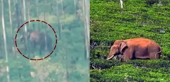 ചിന്നക്കനാലിൽ കാട്ടാനയുടെ മുന്നിൽപ്പെട്ട് ഭയന്നോടിയാൾക്ക് വീണ് പരിക്കേറ്റു ചിന്നക്കനാലിൽ കാട്ടാനയുടെ മുന്നിൽപ്പെട്ട് ഭയന്നോടിയാൾക്ക് വീണ് പരിക്കേറ്റു