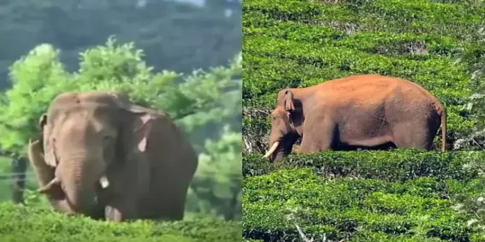 അരിക്കൊമ്പൻ ക്ഷീണിതനാണെന്ന് മൃഗസ്നേഹികൾ ; അടിസ്ഥാന രഹിതമെന്ന് തമിഴ്നാട് അരിക്കൊമ്പൻ ക്ഷീണിതനാണെന്ന് മൃഗസ്നേഹികൾ ; അടിസ്ഥാന രഹിതമെന്ന് തമിഴ്നാട്