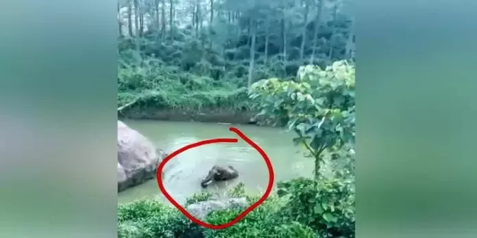 ആര്യങ്കാവിൽ അമ്പനാട് തേയിലതോട്ടത്തിലെ കുളത്തിൽ നീന്തിത്തുടിച്ച് ഒറ്റയാൻ ; ഭീതിയോടെ തൊഴിലാളികൾ ആര്യങ്കാവിൽ അമ്പനാട് തേയിലതോട്ടത്തിലെ കുളത്തിൽ നീന്തിത്തുടിച്ച് ഒറ്റയാൻ ; ഭീതിയോടെ തൊഴിലാളികൾ