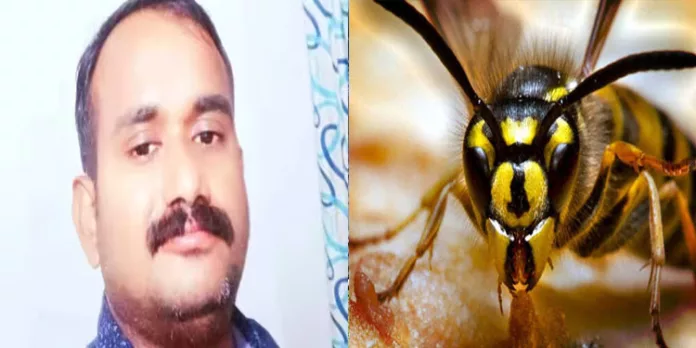 വീട് പെയിന്റിംഗിനിടെ കടന്നല് കുത്തേറ്റ് യുവാവ് മരിച്ചു വീട് പെയിന്റിംഗിനിടെ കടന്നല് കുത്തേറ്റ് യുവാവ് മരിച്ചു