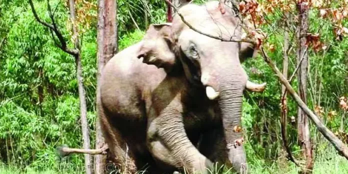 മനുഷ്യ – വന്യമൃഗ സംഘർഷം ; ഹൈക്കോടതി നിർദ്ദേശ പ്രകാരം ഇടുക്കിയിൽ ടാസ്ക്ക് ഫോഴ്സ് രൂപീകരിച്ചു മനുഷ്യ – വന്യമൃഗ സംഘർഷം ; ഹൈക്കോടതി നിർദ്ദേശ പ്രകാരം ഇടുക്കിയിൽ ടാസ്ക്ക് ഫോഴ്സ് രൂപീകരിച്ചു