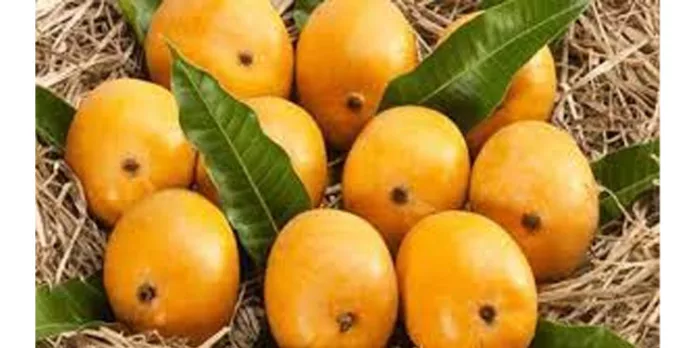 മാമ്പഴം വേണോ, അതും തവണ വ്യവസ്ഥയ്ക്ക്? പുതിയ തന്ത്രവുമായി വ്യാപാരി മാമ്പഴം വേണോ, അതും തവണ വ്യവസ്ഥയ്ക്ക്? പുതിയ തന്ത്രവുമായി വ്യാപാരി