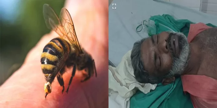 തേനീച്ചയുടെ ആക്രമണം ; നിലമ്പൂര് ഇടിവണ്ണയില് പത്തോളം പേര്ക്ക് പരുക്ക് തേനീച്ചയുടെ ആക്രമണം ; നിലമ്പൂര് ഇടിവണ്ണയില് പത്തോളം പേര്ക്ക് പരുക്ക്