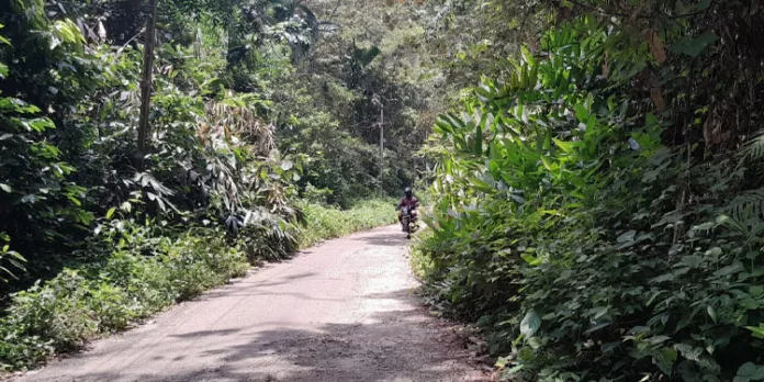 കല്ലേലി കുളത്തുമൺ റോഡിലേക്ക് വന്യ മൃഗങ്ങൾ ഇറങ്ങുന്നത് പതിവാകുന്നു കല്ലേലി കുളത്തുമൺ റോഡിലേക്ക് വന്യ മൃഗങ്ങൾ ഇറങ്ങുന്നത് പതിവാകുന്നു