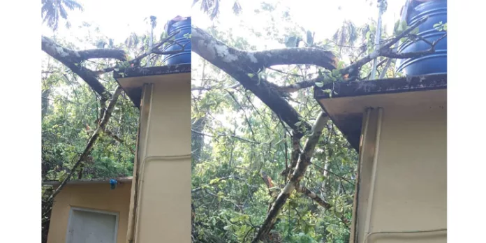 മരം വീണ് വീടിന് നാശനഷ്ടം മരം വീണ് വീടിന് നാശനഷ്ടം