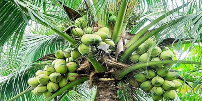 തെങ്ങ് കയറ്റയന്ത്രത്തിന്റെ ബെൽറ്റ് പൊട്ടി കോൺക്രീറ്റ് റോഡിലേയ്ക്ക് വീണ് മധ്യവയസ്കന് ദാരുണാന്ത്യം തെങ്ങ് കയറ്റയന്ത്രത്തിന്റെ ബെൽറ്റ് പൊട്ടി കോൺക്രീറ്റ് റോഡിലേയ്ക്ക് വീണ് മധ്യവയസ്കന് ദാരുണാന്ത്യം