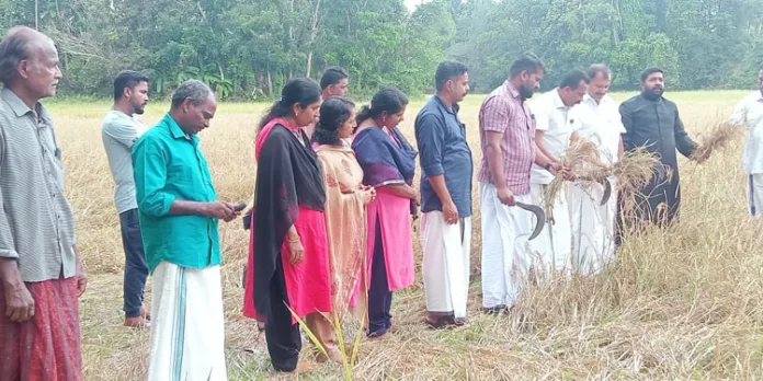 കവിയൂര് ഗ്രാമപഞ്ചായത്തില് കൊയ്ത്ത് ഉദ്ഘാടനം കവിയൂര് ഗ്രാമപഞ്ചായത്തില് കൊയ്ത്ത് ഉദ്ഘാടനം