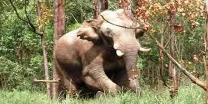 അരിക്കൊമ്പനെ പറമ്പിക്കുളത്തേക്ക് മാറ്റുന്നതിൽ പ്രതിഷേധം ശക്തം ; കൊല്ലങ്കോട്ട് ഇന്ന് സർവകക്ഷിയോഗം അരിക്കൊമ്പനെ പറമ്പിക്കുളത്തേക്ക് മാറ്റുന്നതിൽ പ്രതിഷേധം ശക്തം ; കൊല്ലങ്കോട്ട് ഇന്ന് സർവകക്ഷിയോഗം
