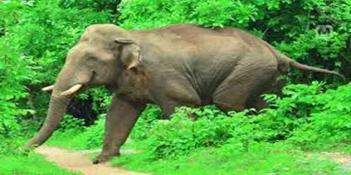 കാപ്രിക്കാട് ഇറങ്ങിയ ആനകളെ തുരത്തി ; കൂട്ടത്തിലുണ്ടായിരുന്നത് 22 ആനകൾ കാപ്രിക്കാട് ഇറങ്ങിയ ആനകളെ തുരത്തി ; കൂട്ടത്തിലുണ്ടായിരുന്നത് 22 ആനകൾ