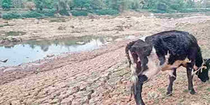 കബനി വരണ്ടു; ഉണര്ന്നു പ്രവര്ത്തിച്ച് കര്ണാടക, ഡാമുകളില് ഇപ്പോഴും വെള്ളം സുലഭം കബനി വരണ്ടു; ഉണര്ന്നു പ്രവര്ത്തിച്ച് കര്ണാടക, ഡാമുകളില് ഇപ്പോഴും വെള്ളം സുലഭം