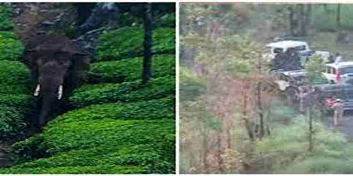അരിക്കൊമ്പൻ ദൗത്യം തുടങ്ങി; കുങ്കിയാനകള് കൊമ്പന് അരികിലേക്ക് അരിക്കൊമ്പൻ ദൗത്യം തുടങ്ങി; കുങ്കിയാനകള് കൊമ്പന് അരികിലേക്ക്