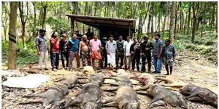 കാരാട് കുഴിച്ചില് കോളനിയിൽ 13 പന്നികളെ വെടിവെച്ചുകൊന്നു കാരാട് കുഴിച്ചില് കോളനിയിൽ 13 പന്നികളെ വെടിവെച്ചുകൊന്നു