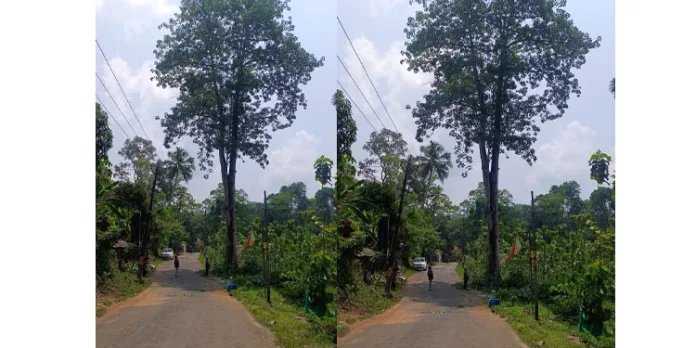 യാത്രക്കാർക്ക് അപകടഭീഷണിയായി നിന്നിരുന്ന പഞ്ഞിമരം മുറിച്ചു നീക്കി യാത്രക്കാർക്ക് അപകടഭീഷണിയായി നിന്നിരുന്ന പഞ്ഞിമരം മുറിച്ചു നീക്കി