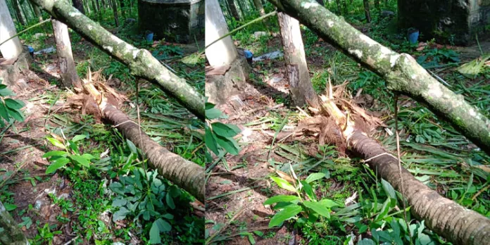 വടശേരിക്കര കുമ്പളത്താമണ്ണിൽ രാത്രി കാലങ്ങളിൽ കാട്ടാനകളുടെ വിളയാട്ടം വടശേരിക്കര കുമ്പളത്താമണ്ണിൽ രാത്രി കാലങ്ങളിൽ കാട്ടാനകളുടെ വിളയാട്ടം