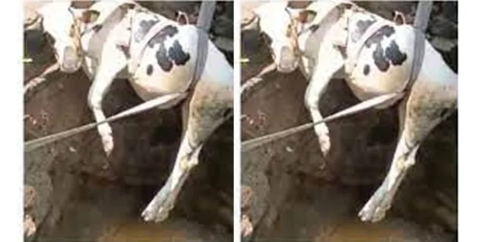 കിണറ്റില് വീണ പശുവിനെ രക്ഷപ്പെടുത്തി ഫയര്ഫോഴ്സ് കിണറ്റില് വീണ പശുവിനെ രക്ഷപ്പെടുത്തി ഫയര്ഫോഴ്സ്