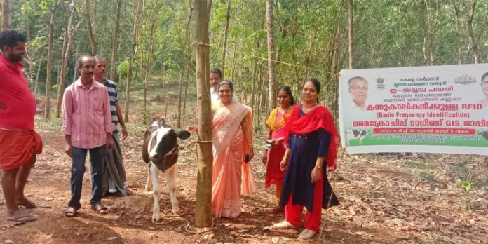 കന്നുകാലികളില് മൈക്രോചിപ്പ് ഘടിപ്പിക്കല് കന്നുകാലികളില് മൈക്രോചിപ്പ് ഘടിപ്പിക്കല്