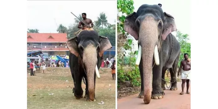 തൃശ്ശൂര് പൂരവിളംബരത്തിന് ഇക്കുറിയും എറണാകുളം ശിവകുമാര് തൃശ്ശൂര് പൂരവിളംബരത്തിന് ഇക്കുറിയും എറണാകുളം ശിവകുമാര്