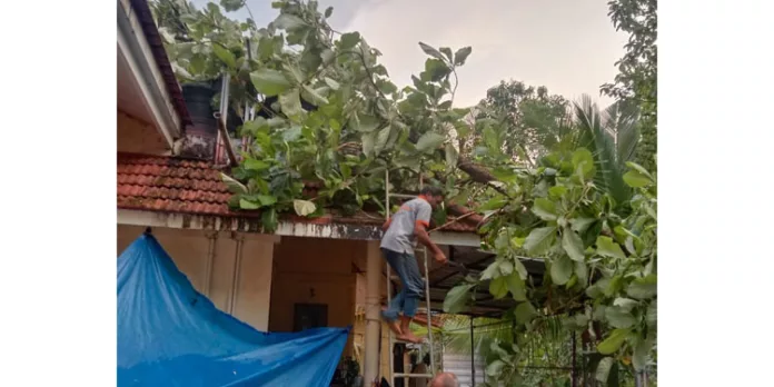 ശക്തമായ കാറ്റില് കുന്നം മേഖലയില് വ്യാപക നാശനഷ്ടം ശക്തമായ കാറ്റില് കുന്നം മേഖലയില് വ്യാപക നാശനഷ്ടം
