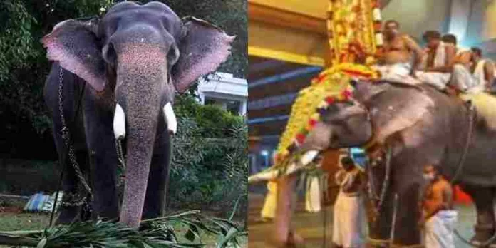 പാറമേക്കാവ് ദേവസ്വത്തിൻ്റെ ആന പാറമേക്കാവ് ദേവീദാസൻ ചരിഞ്ഞു പാറമേക്കാവ് ദേവസ്വത്തിൻ്റെ ആന പാറമേക്കാവ് ദേവീദാസൻ ചരിഞ്ഞു