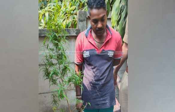 വീട്ടിൽ കഞ്ചാവ് ചെടി നട്ടുവളർത്തി ; യുവാവ് പിടിയിൽ വീട്ടിൽ കഞ്ചാവ് ചെടി നട്ടുവളർത്തി ; യുവാവ് പിടിയിൽ