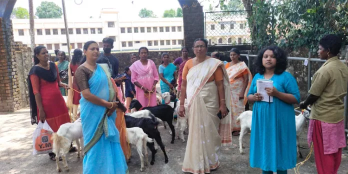 ആട്ടിന്കുട്ടികളെ വിതരണം ചെയ്തു ആട്ടിന്കുട്ടികളെ വിതരണം ചെയ്തു