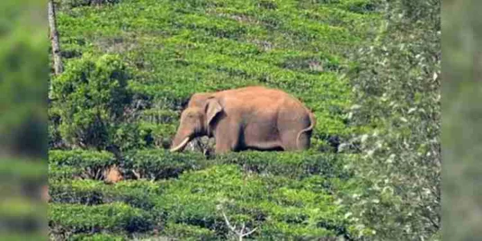 അരിക്കൊമ്പനെ പറമ്പിക്കുളത്തേക്ക് മാറ്റാന് ഹൈക്കോടതി ഉത്തരവ് അരിക്കൊമ്പനെ പറമ്പിക്കുളത്തേക്ക് മാറ്റാന് ഹൈക്കോടതി ഉത്തരവ്