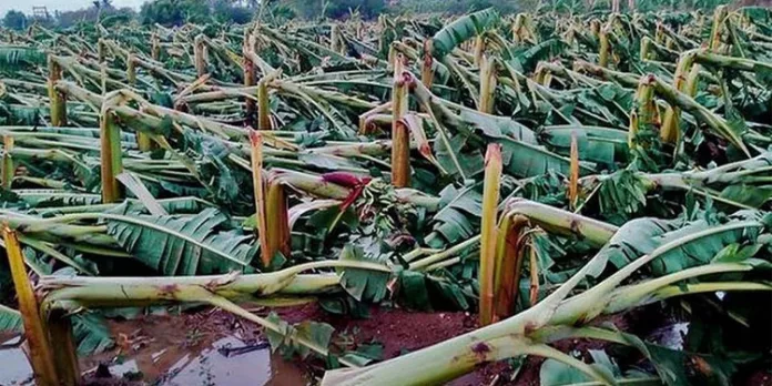വേനൽ മഴയ്ക്കൊപ്പം ശക്തമായ കാറ്റും ; കൊല്ലം ജില്ലയുടെ കിഴക്കൻ മേഖലയിൽ വ്യാപക കൃഷി നാശം വേനൽ മഴയ്ക്കൊപ്പം ശക്തമായ കാറ്റും ; കൊല്ലം ജില്ലയുടെ കിഴക്കൻ മേഖലയിൽ വ്യാപക കൃഷി നാശം