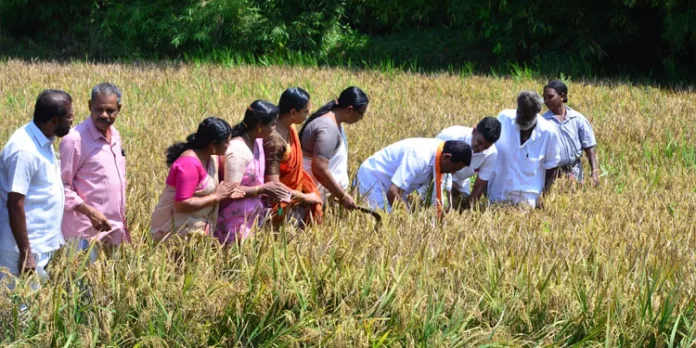 കൊയ്ത്തുത്സവം ഉദ്ഘാടനം ചെയ്തു കൊയ്ത്തുത്സവം ഉദ്ഘാടനം ചെയ്തു
