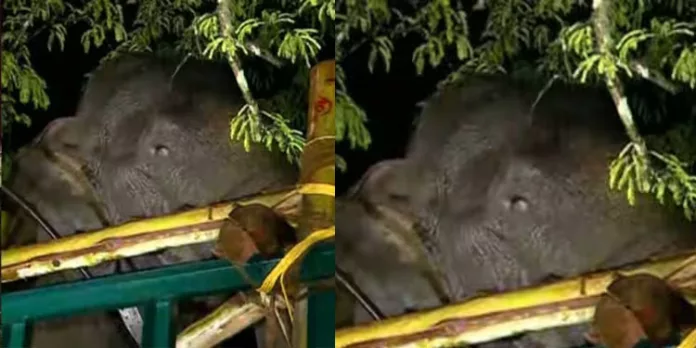 അരിക്കൊമ്പൻ പെരിയാർ വന്യജീവി സങ്കേതത്തിൽ എത്തി അരിക്കൊമ്പൻ പെരിയാർ വന്യജീവി സങ്കേതത്തിൽ എത്തി