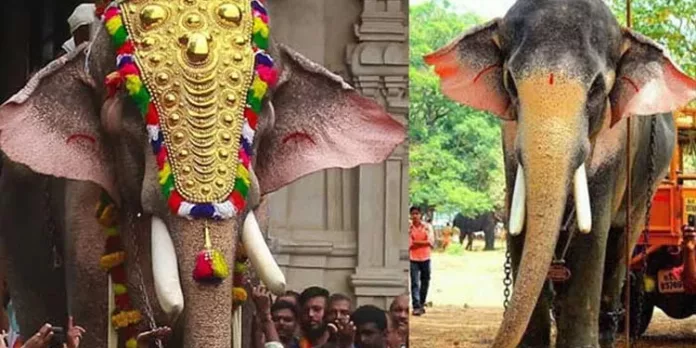 തെച്ചിക്കോട്ടുകാവ് രാമചന്ദ്രൻ തൃശ്ശൂർ പൂരത്തിന് ; നെയ്തലക്കാവിന്റെ തിടമ്പേറ്റും തെച്ചിക്കോട്ടുകാവ് രാമചന്ദ്രൻ തൃശ്ശൂർ പൂരത്തിന് ; നെയ്തലക്കാവിന്റെ തിടമ്പേറ്റും