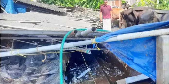 കുട്ടനാട്ടിൽ കാറ്റിലും മഴയിലും ഫാം നിലംപൊത്തി, 15-ഓളം പശുക്കൾക്ക് പരിക്ക് കുട്ടനാട്ടിൽ കാറ്റിലും മഴയിലും ഫാം നിലംപൊത്തി, 15-ഓളം പശുക്കൾക്ക് പരിക്ക്