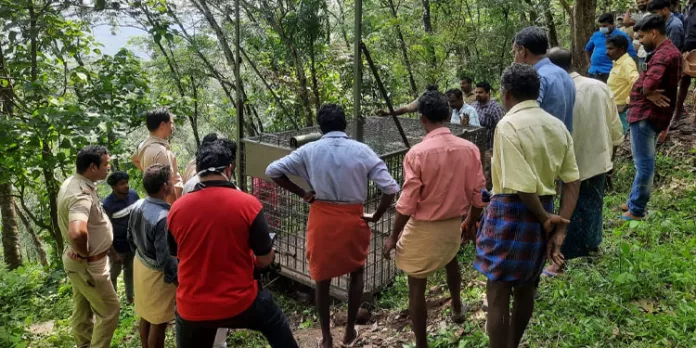 കടുവ ഇറങ്ങിയ പെരുനാട് ബഥനിമല ഭാഗത്ത് വനംവകുപ്പ് കൂട് സ്ഥാപിച്ചു കടുവ ഇറങ്ങിയ പെരുനാട് ബഥനിമല ഭാഗത്ത് വനംവകുപ്പ് കൂട് സ്ഥാപിച്ചു