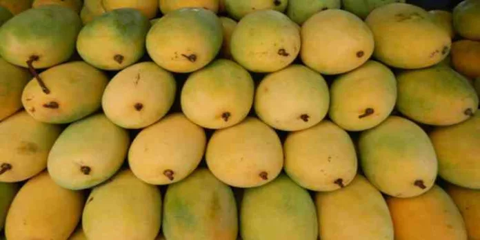 മാങ്ങ പഴുപ്പിക്കാൻ ചേർക്കുന്നത് മാരകവിഷം ; കാൽസ്യം കാർബൈഡ് കലർത്തിയ 50 കിലോ മാങ്ങ പിടിച്ചെടുത്തു മാങ്ങ പഴുപ്പിക്കാൻ ചേർക്കുന്നത് മാരകവിഷം ; കാൽസ്യം കാർബൈഡ് കലർത്തിയ 50 കിലോ മാങ്ങ പിടിച്ചെടുത്തു