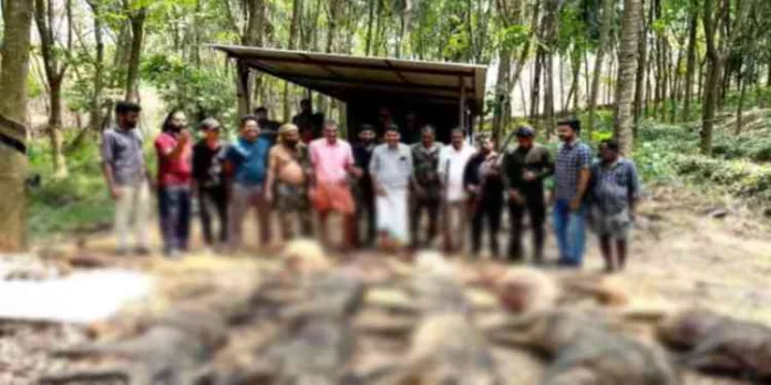 പതിമൂന്നോളം വേട്ട നായ്ക്കളെ ഉപയോഗിച്ച് 13 കാട്ടുപന്നികളെ വെടിവെച്ചുകൊന്നു ; സംഭവം കാരാട് കുഴിച്ചില് കോളനിയിൽ പതിമൂന്നോളം വേട്ട നായ്ക്കളെ ഉപയോഗിച്ച് 13 കാട്ടുപന്നികളെ വെടിവെച്ചുകൊന്നു ; സംഭവം കാരാട് കുഴിച്ചില് കോളനിയിൽ