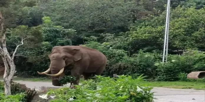 കഞ്ചിക്കോട് ജനവാസമേഖലയിൽ മറ്റൊരു കുട്ടിക്കൊമ്പൻ ; അമ്മയാന ചരിഞ്ഞിരിക്കാമെന്ന് സംശയിച്ച് വനംവകുപ്പ് കഞ്ചിക്കോട് ജനവാസമേഖലയിൽ മറ്റൊരു കുട്ടിക്കൊമ്പൻ ; അമ്മയാന ചരിഞ്ഞിരിക്കാമെന്ന് സംശയിച്ച് വനംവകുപ്പ്