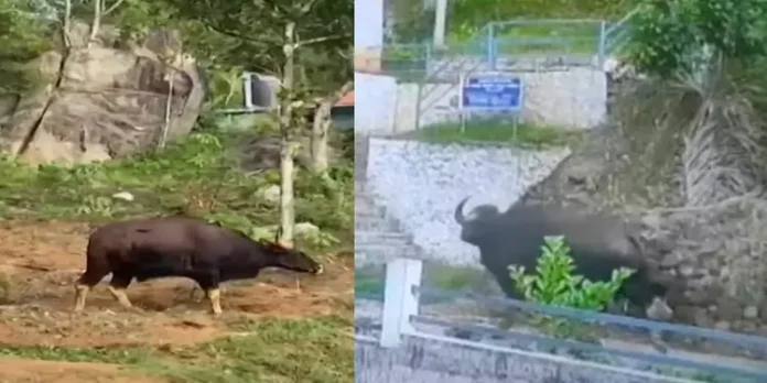 കോട്ടയത്ത് രണ്ടുപേരെ കൊന്ന കാട്ടുപോത്തിന് വെടിയേറ്റതായി സംശയം ; നായാട്ടുകാർക്കായി അന്വേഷണം തുടങ്ങി കോട്ടയത്ത് രണ്ടുപേരെ കൊന്ന കാട്ടുപോത്തിന് വെടിയേറ്റതായി സംശയം ; നായാട്ടുകാർക്കായി അന്വേഷണം തുടങ്ങി